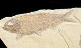 Bargain Knightia Fossil Fish Plate #10884-1
